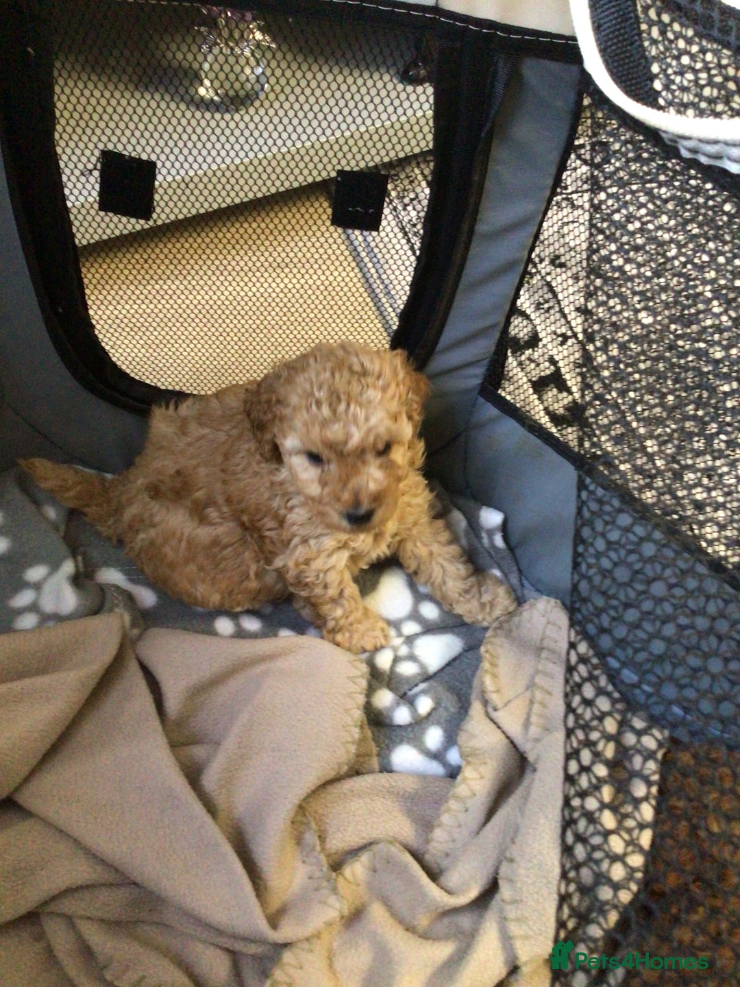 Poodle dogs for sale: Toy poodles red and apricot  - Advert 2