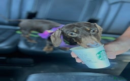 Miniature Dachshund dogs for sale: 2 Miniature Dachshunds - Chocolate & Tan - Image 4