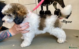 Toy Poodle dogs for sale: Gorgeously Pedigree Toy Poodle Babies - Image 9