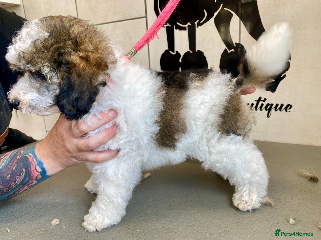 Toy Poodle dogs for sale: Gorgeously Pedigree Toy Poodle Babies - Image 9