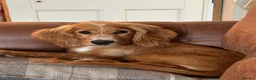 Mixed Breed dogs for sale: Cocker x cockalier male - ready to go - Advert 5