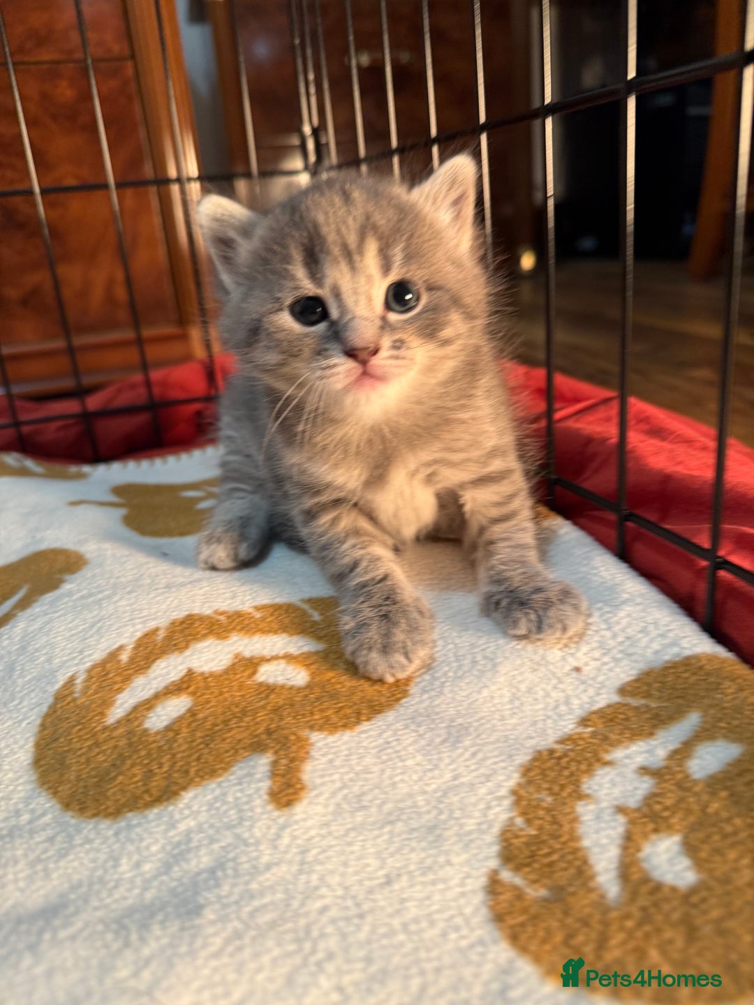 Mixed Breed cats for sale: Mixed grey tabby & British short hair male  - Advert 2