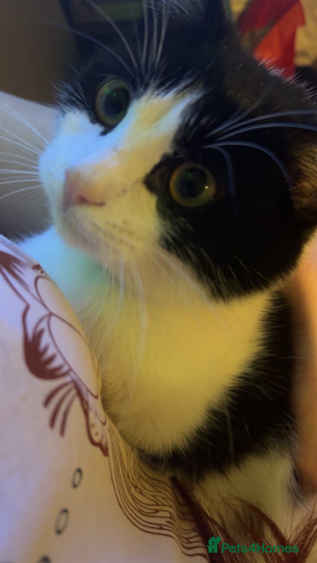 Mixed Breed cats for sale: Kitten needs rehoming - Advert 2