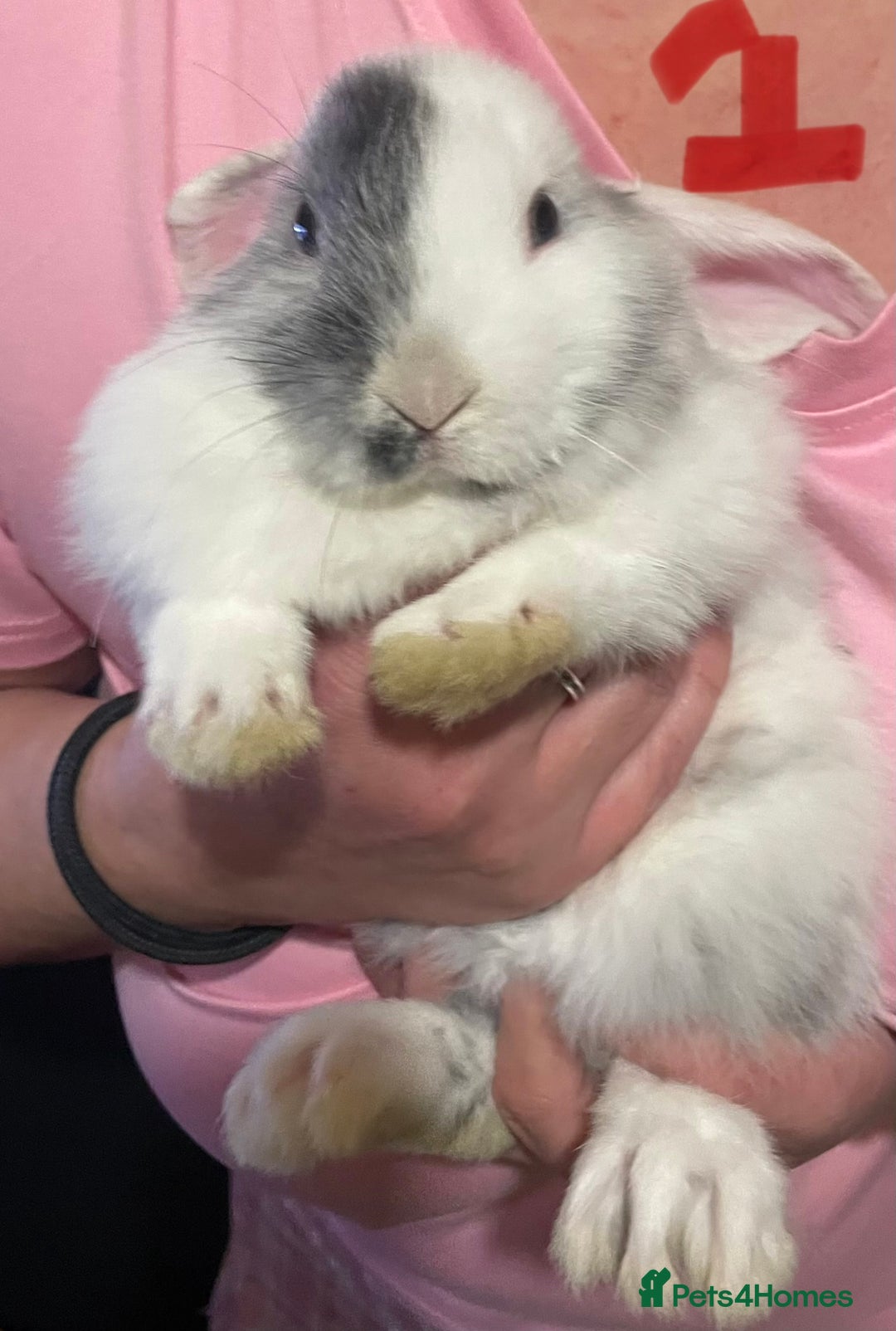 Mixed Breed rabbits for sale: 4x Bunnies for sale  - Advert 11