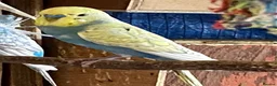 Budgerigars birds for sale: 4 young boy budgies searching for their new homes  - Advert 2