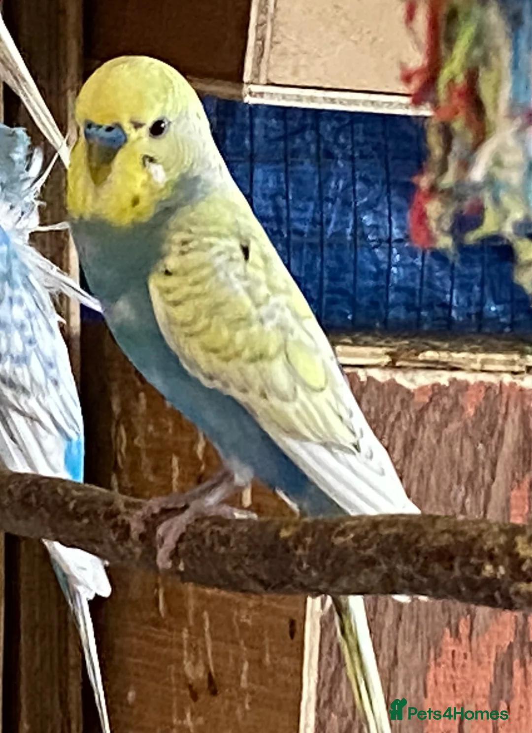 Budgerigars birds for sale: 4 young boy budgies searching for their new homes  - Advert 2