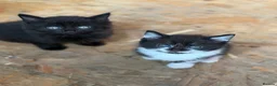 Mixed Breed cats for sale: Little kittens ❤️ - Advert 3