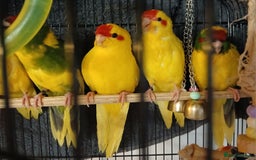 Parakeets birds for sale: Kakariki's Handreard kakariki's  - Image 15