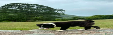 Border Collie 1
