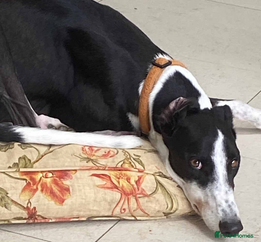 Greyhound dogs for sale: Louie loving house trained greyhound laid back - Image 7