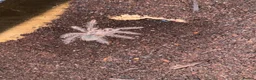 Tarantulas invertebrates for sale: Various tarantula for sale.  in Westcliff-on-Sea - Advert 1