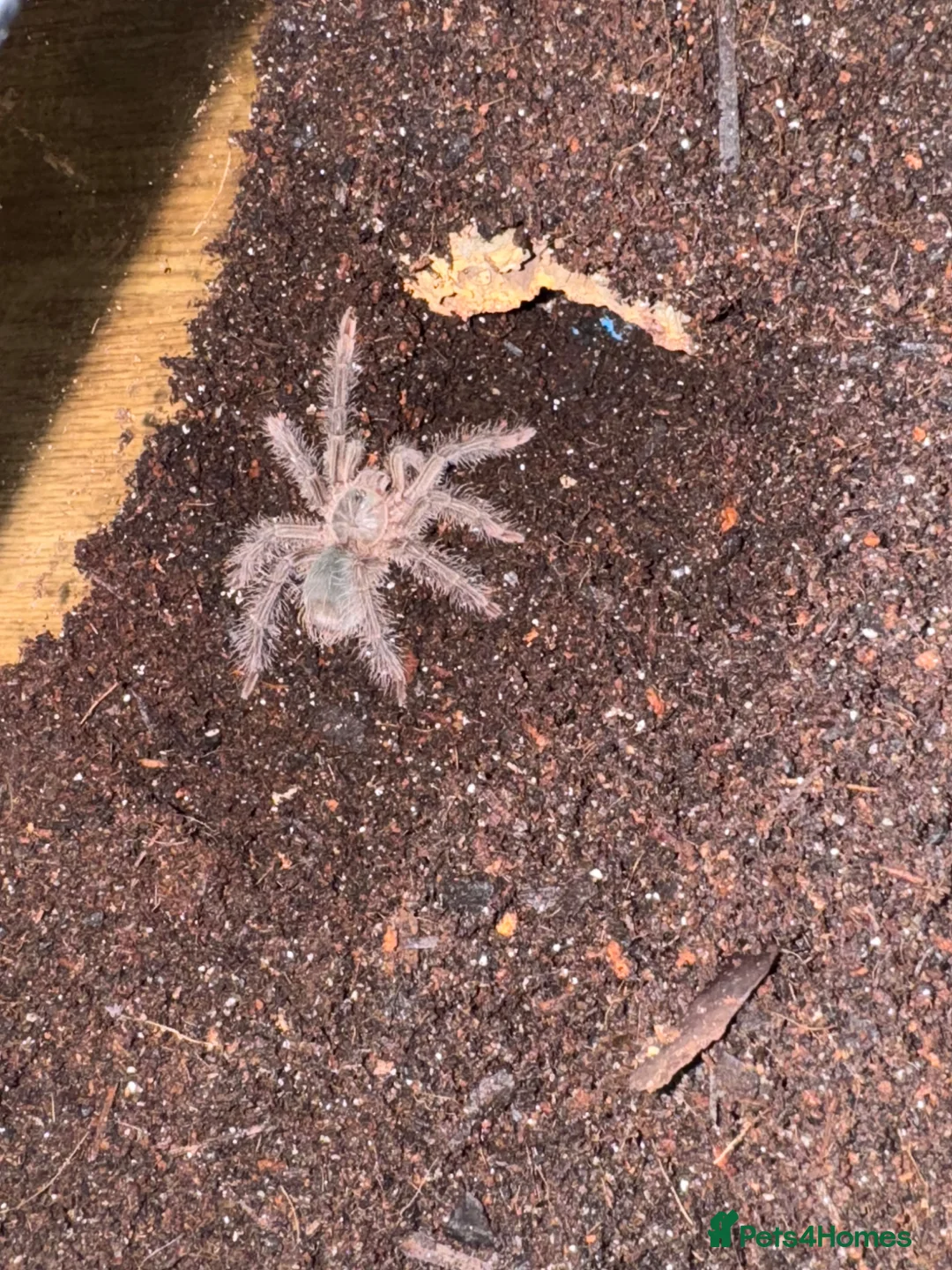 Tarantulas invertebrates for sale: Various tarantula for sale.  in Westcliff-on-Sea - Advert 1