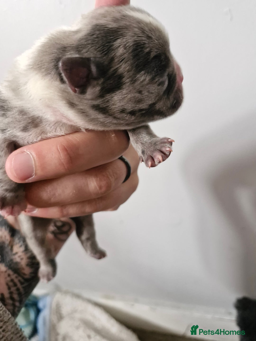 Mixed Breed dogs for sale: Frenchies looking for their forever sofa - Image 4