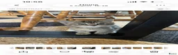 Mixed Breed cats for sale: 9 week old Kittens  in Nottingham - Advert 5