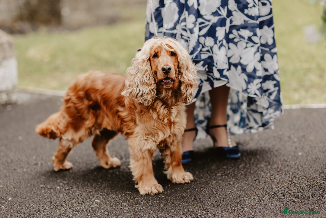 Cockapoo dogs for sale: Beautiful Cockapoo’s - Advert 1
