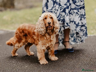 Cockapoo dogs Beautiful Cockerpoo’s - Advert 1