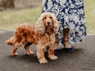 Cockapoo dogs Beautiful Cockapoo’s - Advert 1