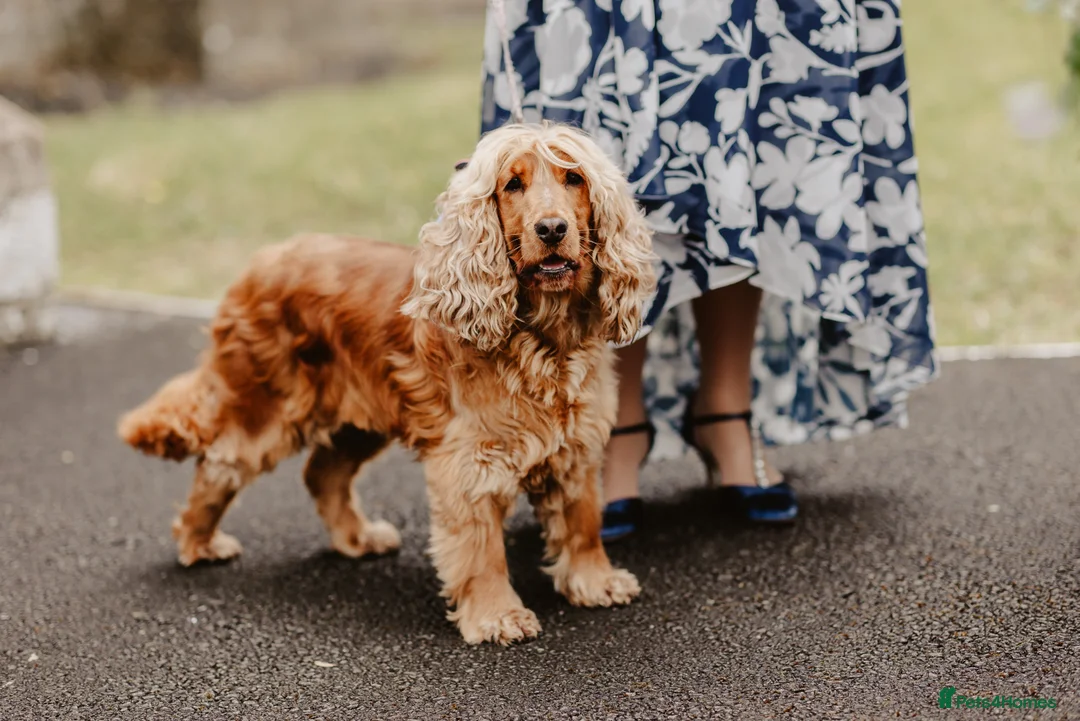 Cockapoo dogs for sale: READY TO GO 3 Golden Cockapoos  - Advert 4