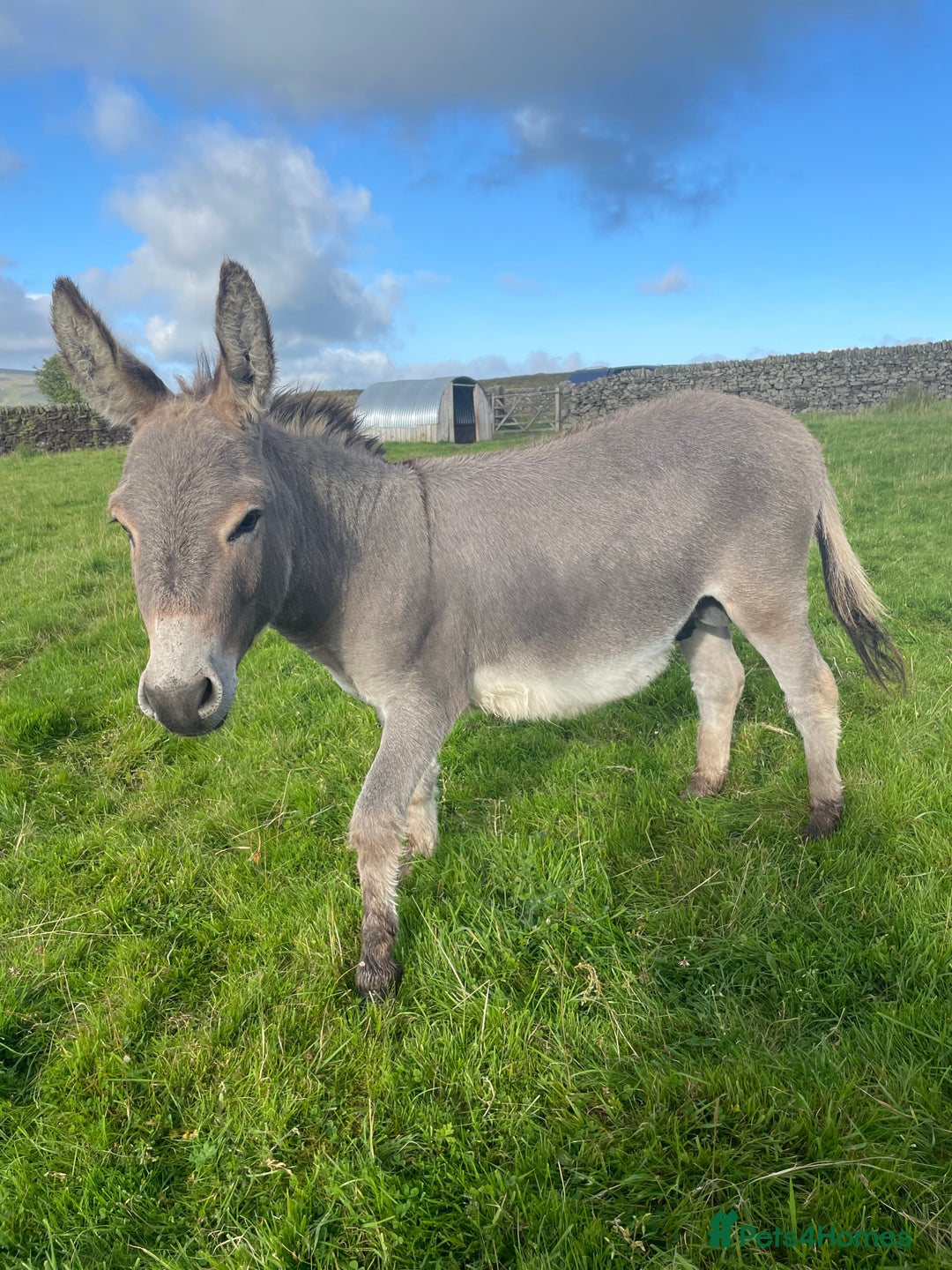Miniature horses for sale: Miniature Mediterranean Donkey foals - Image 8