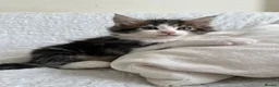 Maine Coon cats for sale: GORGEOUS MAINE COON KITTENS - Advert 5