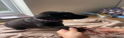 Labrador Retriever dogs for sale: Purebred Black Labrador - Advert 10