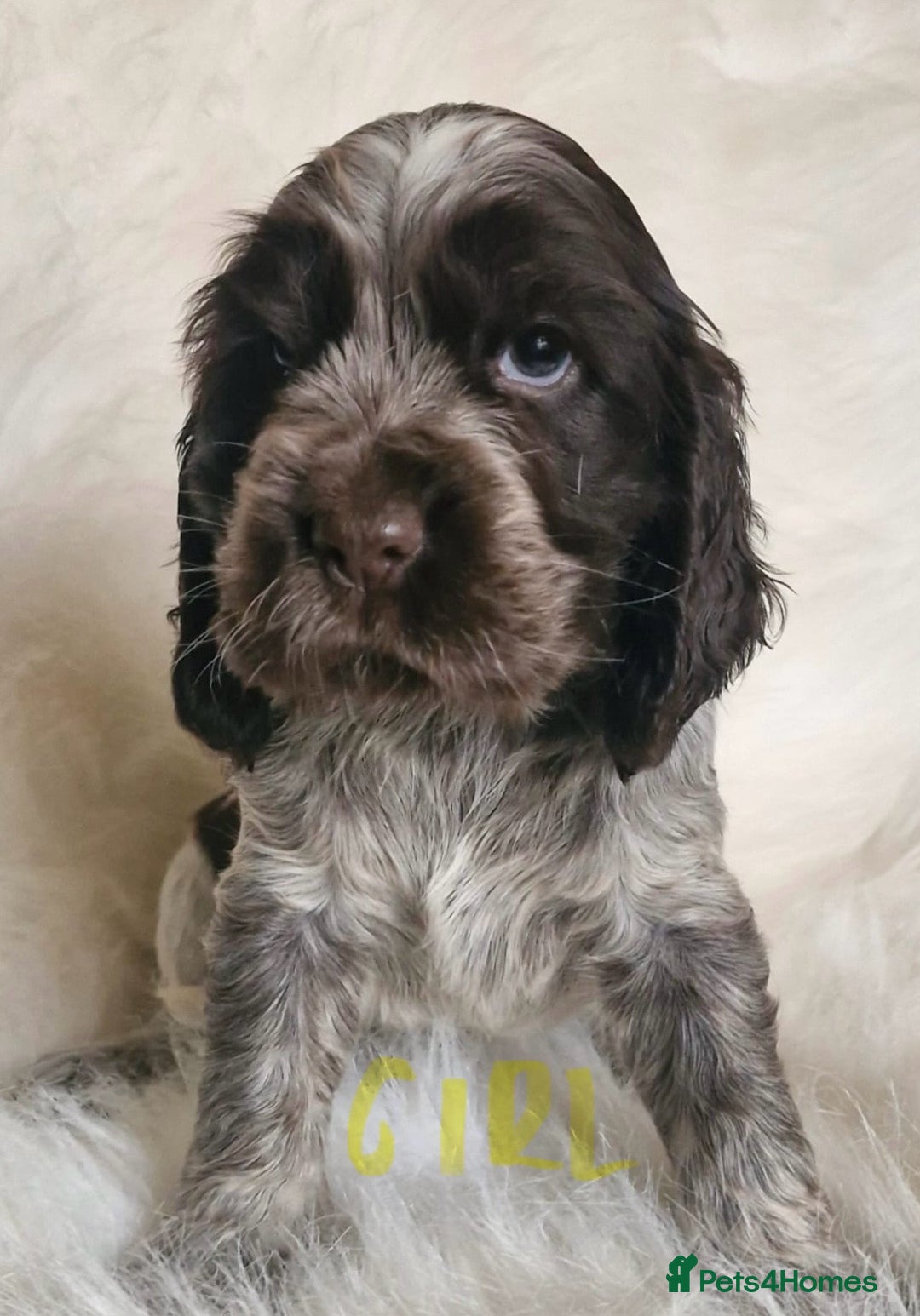 Cocker Spaniel dogs for sale: Lovely show Cocker spaniel puppies 🐶  - Advert 6