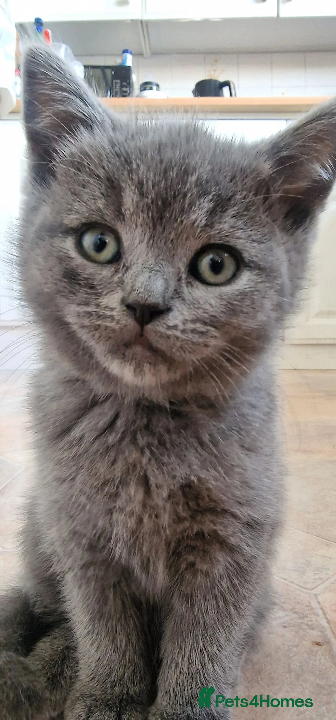 Mixed Breed cats for sale: British Shorthair cross Scottish  - Advert 7