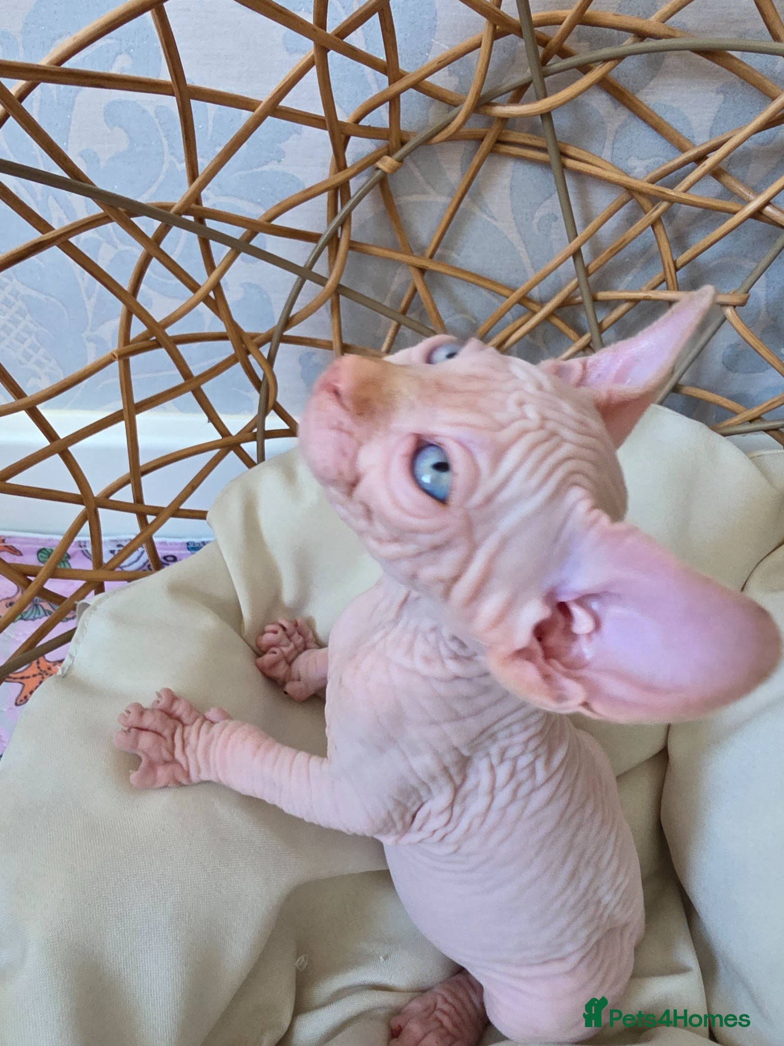 Sphynx cats Beautiful Canadian Sphynx Kittens Available 💎 - Advert 1