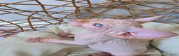 Sphynx cats for sale: Beautiful Canadian Sphynx Kittens Available 💎 - Advert 1