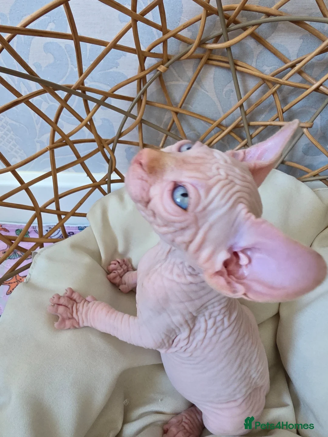 Sphynx cats for sale: Beautiful Canadian Sphynx Kittens Available 💎 - Advert 1