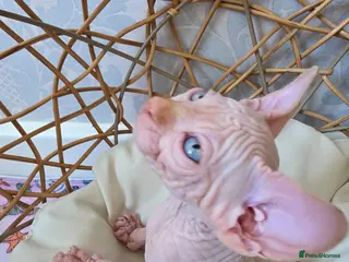 Sphynx cats Beautiful Canadian Sphynx Kittens Available 💎 - Advert 4
