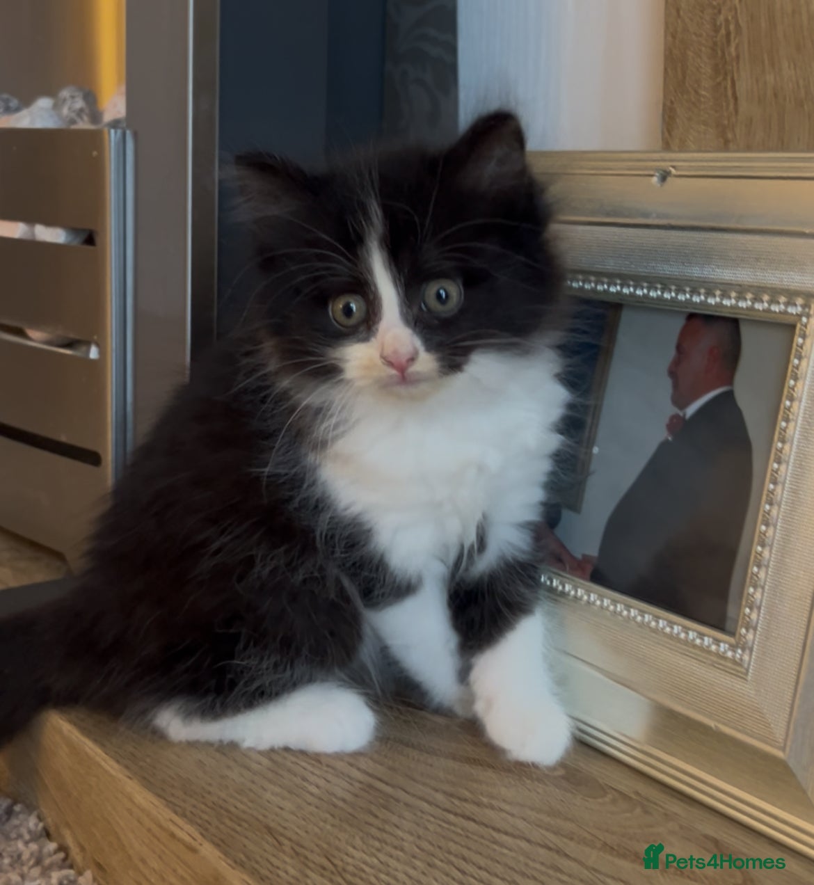 Domestic Shorthair cats 2 female kittens looking for there forever home - Advert 22