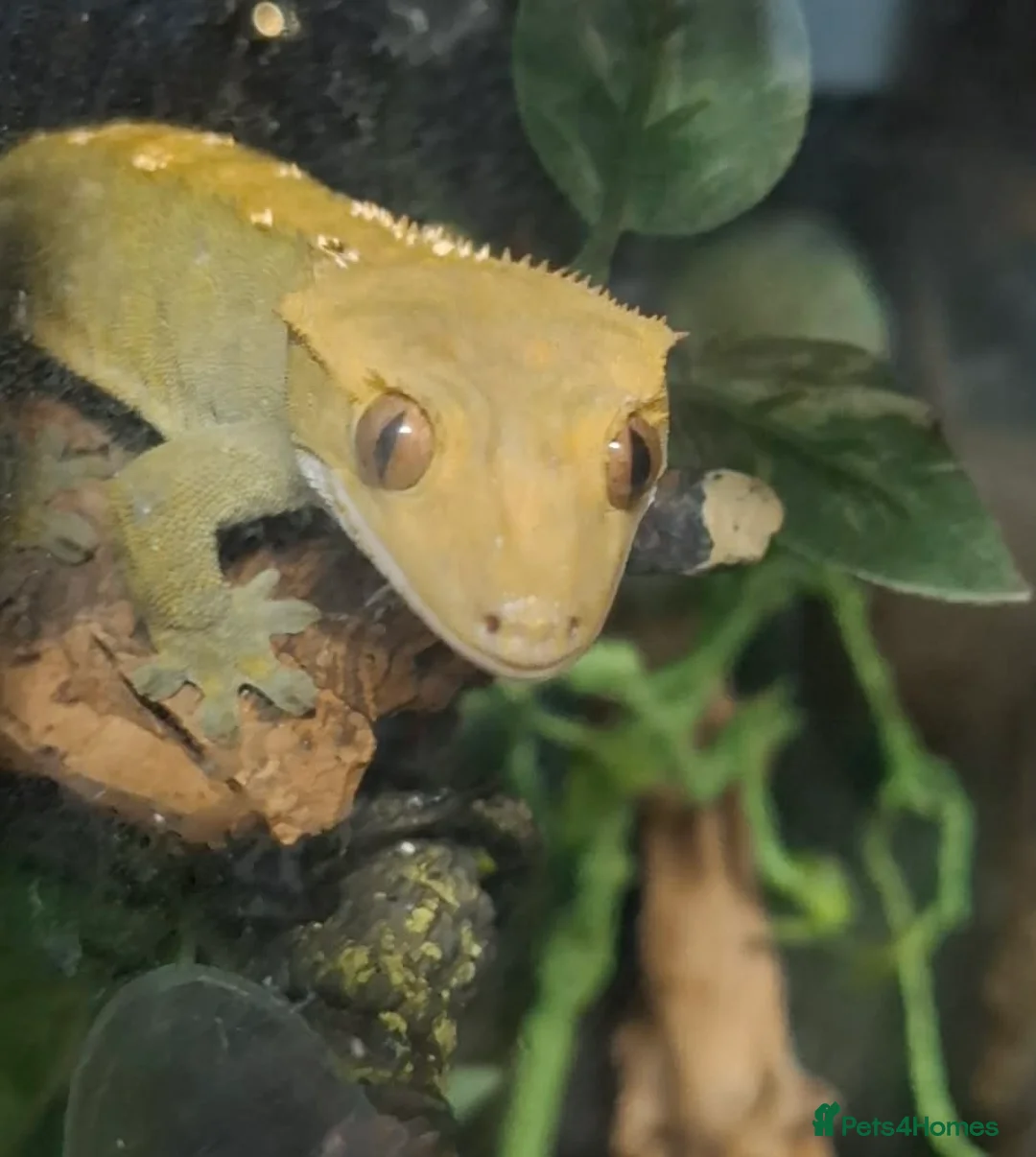 Gecko reptiles for sale: Crested geckos and full setups in Market Rasen - Advert 10