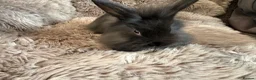 Lionhead rabbits for sale: 4 beautiful baby rabbits ready for there new homes - Advert 3