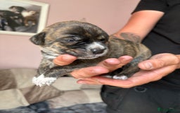 Mixed Breed dogs for sale: Cane corso x rottie - Image 11