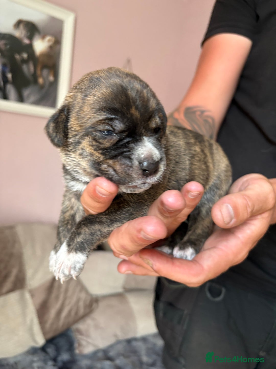 Mixed Breed dogs for sale: Cane corso x rottie - Image 11