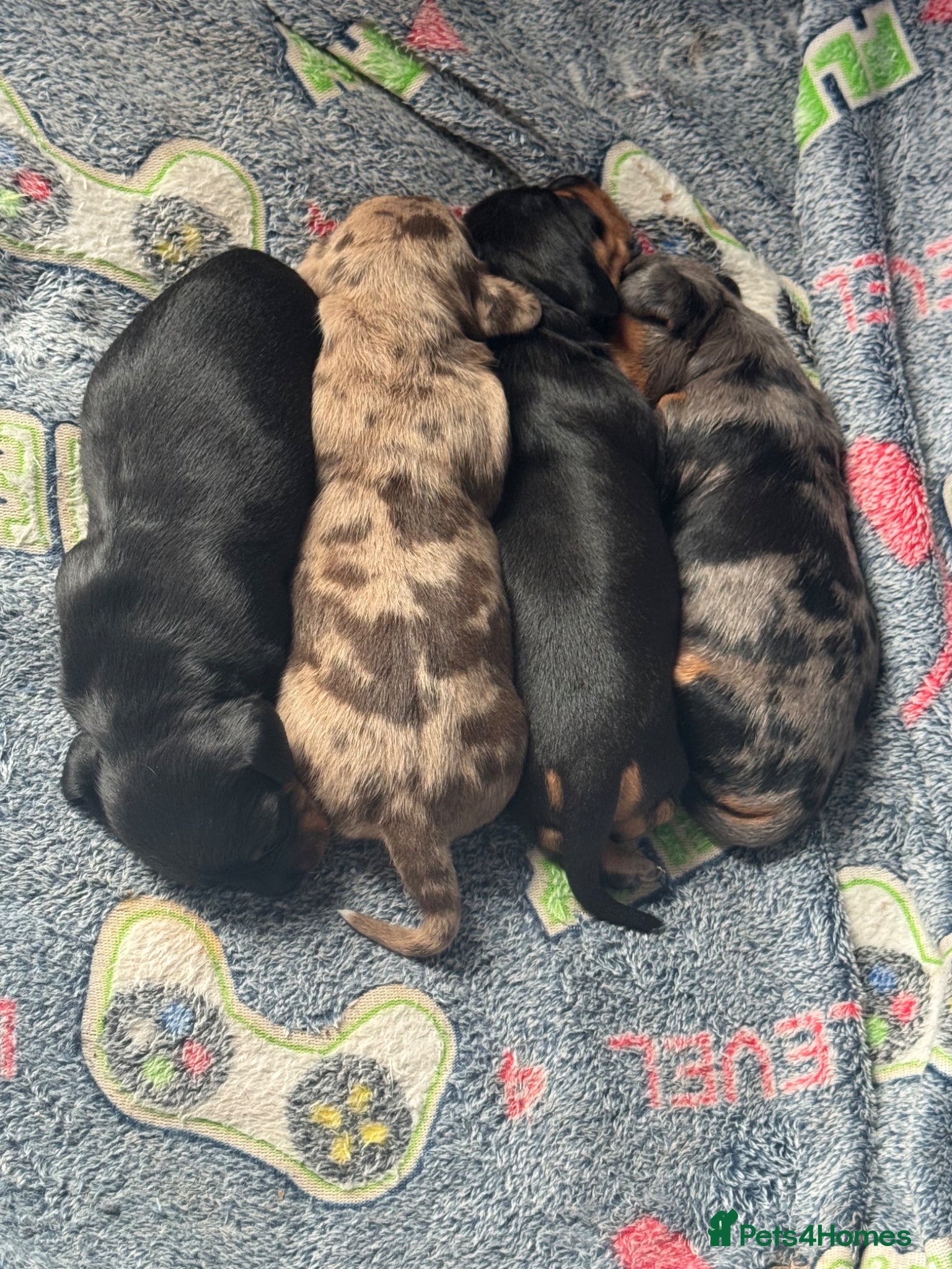 Miniature Dachshund dogs Beautiful litter for sale - Advert 2