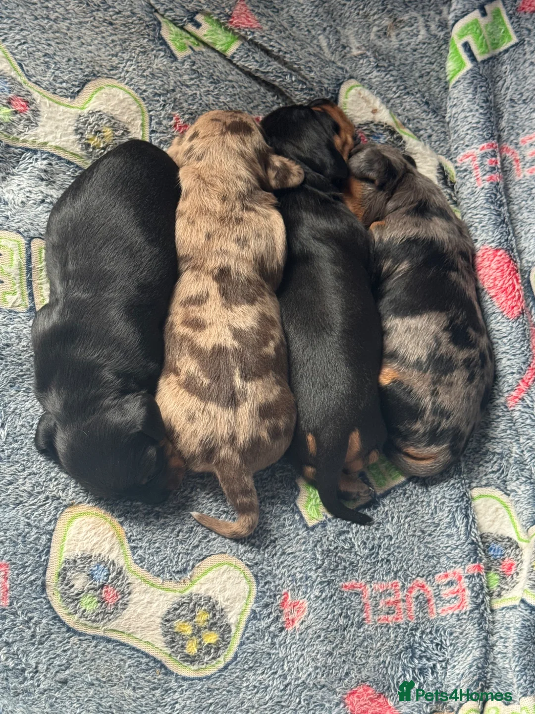 Miniature Dachshund dogs for sale: Beautiful litter for sale - Advert 1
