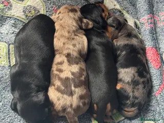 Miniature Dachshund dogs Beautiful litter for sale - Advert 2