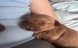 Mixed Breed dogs for sale: 5 Beautiful Cockapoo Girls ready  - Image 14