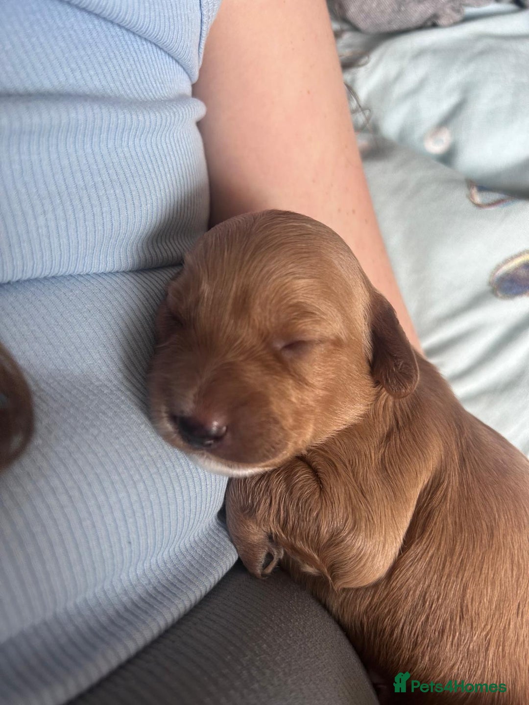 Mixed Breed dogs for sale: 5 Beautiful Cockapoo Girls ready  - Image 14