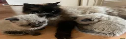 Ragdoll cats for sale: 2 beautiful ragdolls ready for their forever home - Advert 28