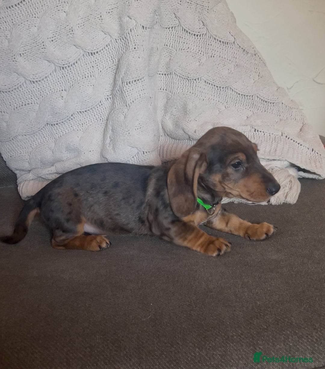Dachshund dogs for sale: Ready now Wire haired standard x miniture puppy’s  - Advert 15