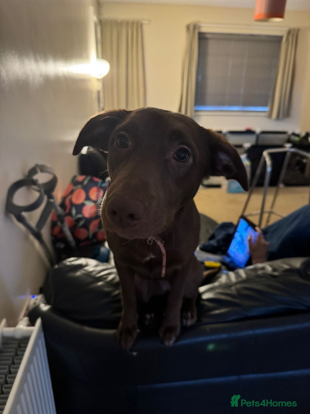 Borador dogs for sale: 7 month old puppy for sale  - Advert 3