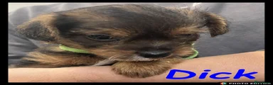 Dick