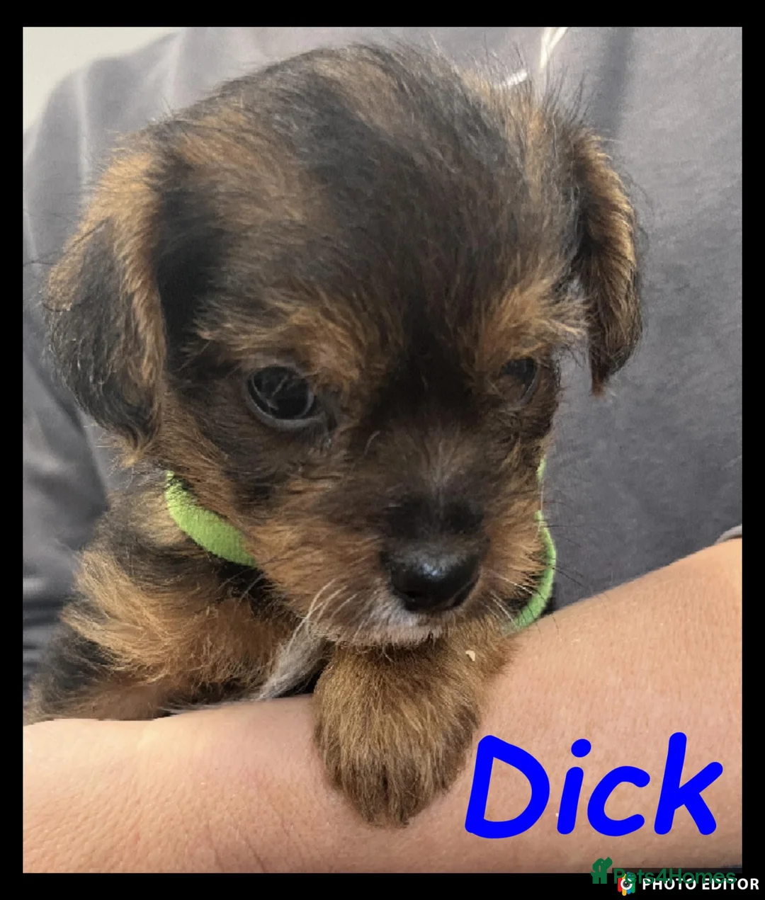 Jackapoo dogs for sale: Delightful Jackapoos - Advert 2
