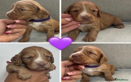 Cocker Spaniel dogs for sale: Cocker Spaniel Pups - Image 5
