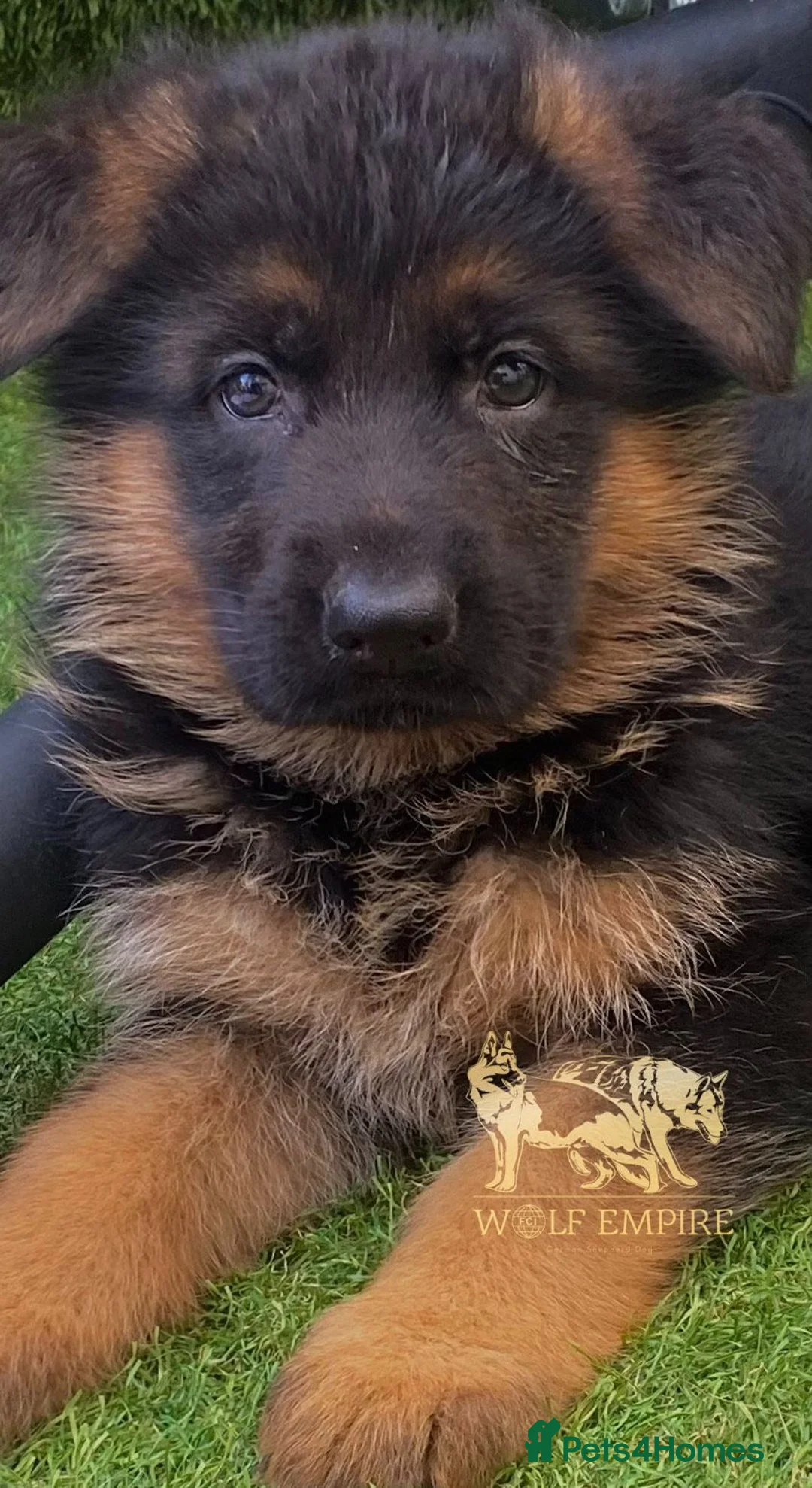 German Shepherd dogs for sale: Beautiful Gsd,Puppies  - Advert 2