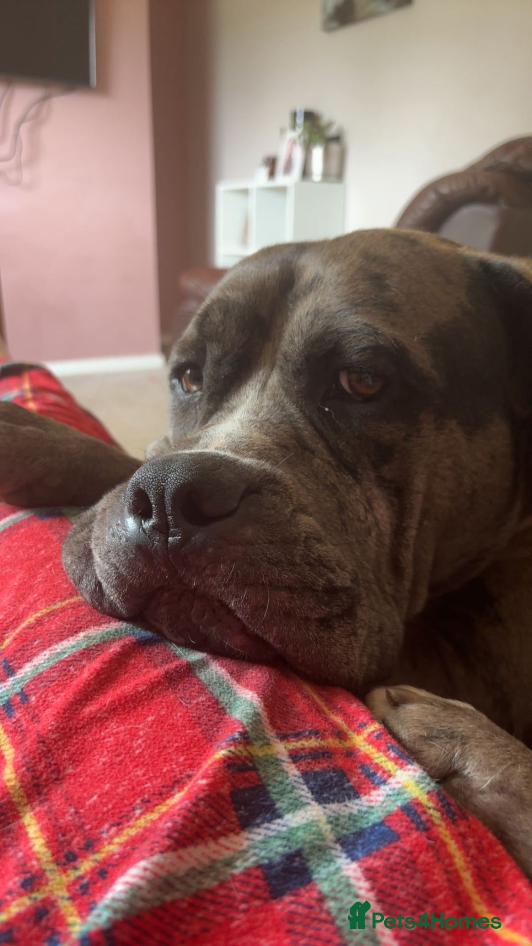 Mixed Breed dogs for sale: 2 male 1 female dog for sale - Image 5
