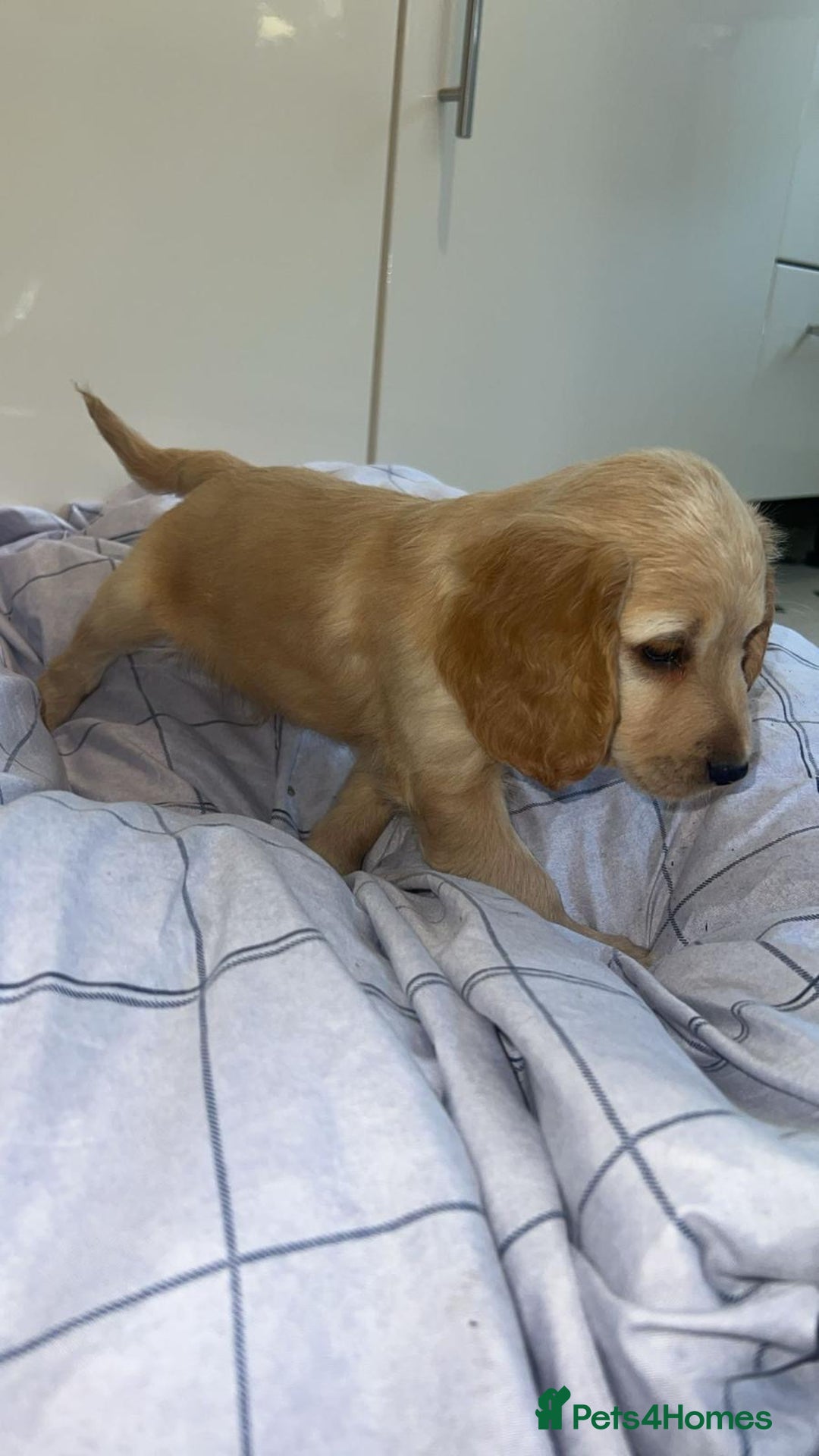 Cocker Spaniel dogs for sale: Cocker spaniel puppies - Image 2